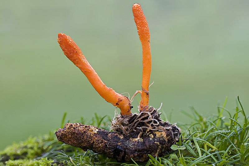 Huba Cordyceps a jej priaznivé účinky podložené vedou, o ktorých ste pravdepodobne nevedeli